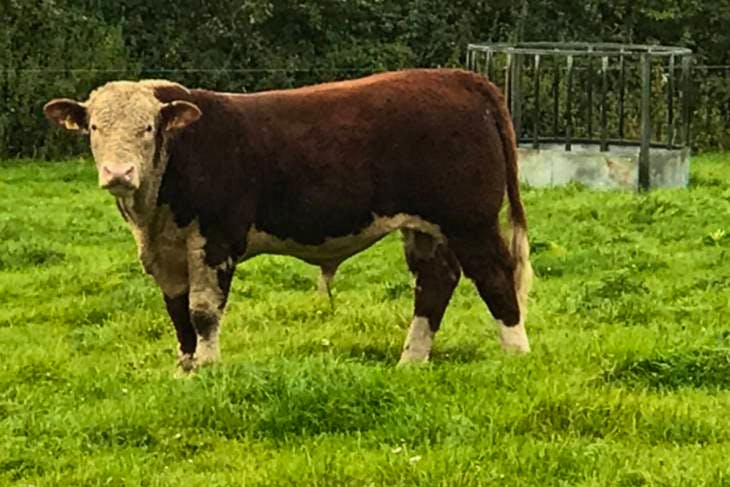 3 Pedigree Hereford Breeding Young Bulls, Bulls | SellMyLivestock - The ...