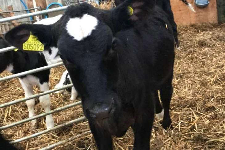 33 Aberdeen Angus, Hereford, British Blue Cross Calves ...