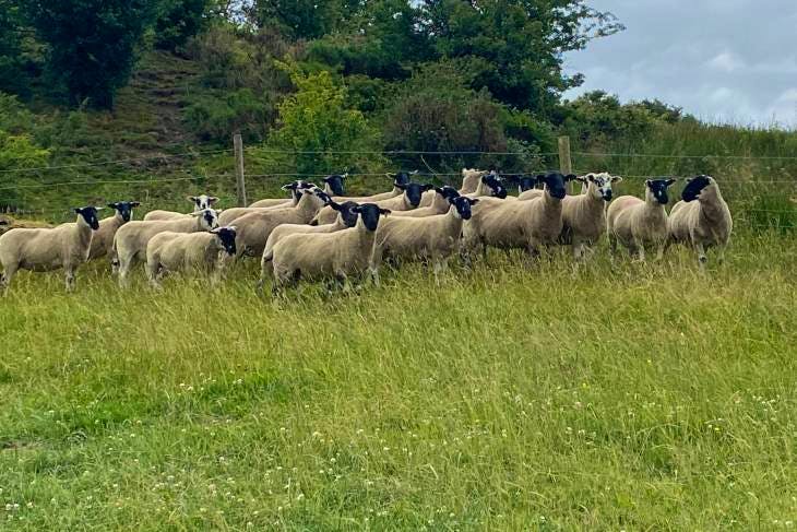 30-derbyshire-gritstone-breeding-shearlings-sellmylivestock-the