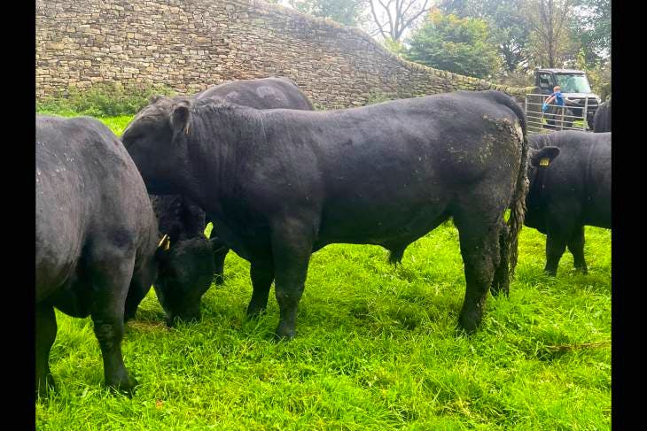 7 Pedigree Aberdeen Angus Breeding Bulls | SellMyLivestock - The Online ...