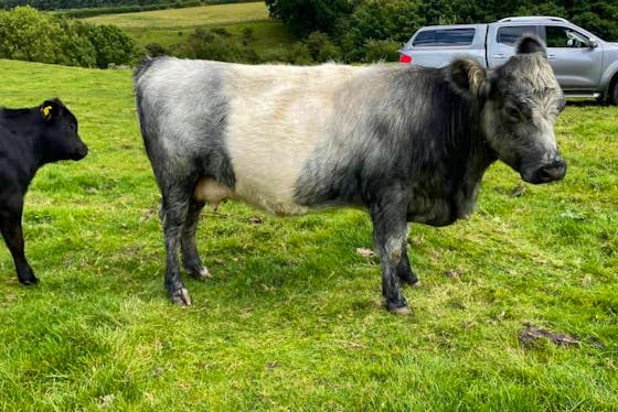 Blue Grey Cattle For Sale | SellMyLivestock - The Online Livestock ...