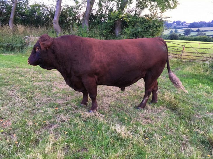 1 Pedigree Devon Red Breeding Bull | SellMyLivestock - The Online ...