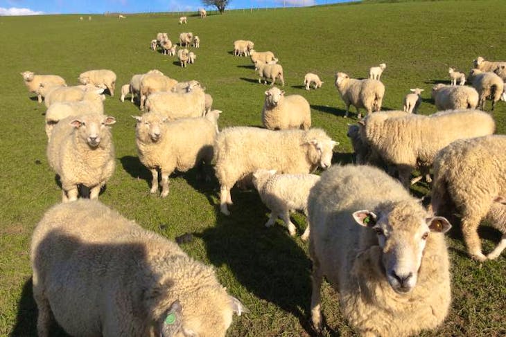 150 Romney Breeding Ewes with Lamb at Foot | SellMyLivestock - The ...