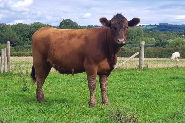 1 Pedigree Aberdeen Angus Red, Aberdeen Angus In-Calf Breeding Heifer ...