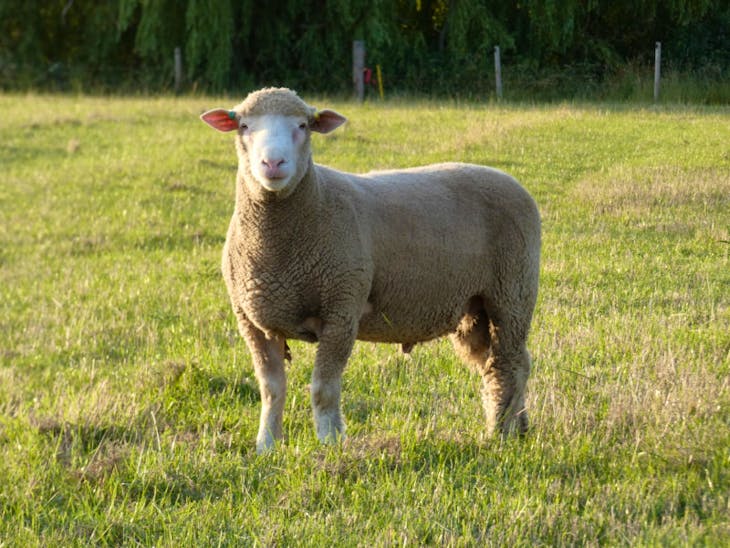 4 Pedigree Dorset Horn & Poll Dorset Breeding Rams | SellMyLivestock ...