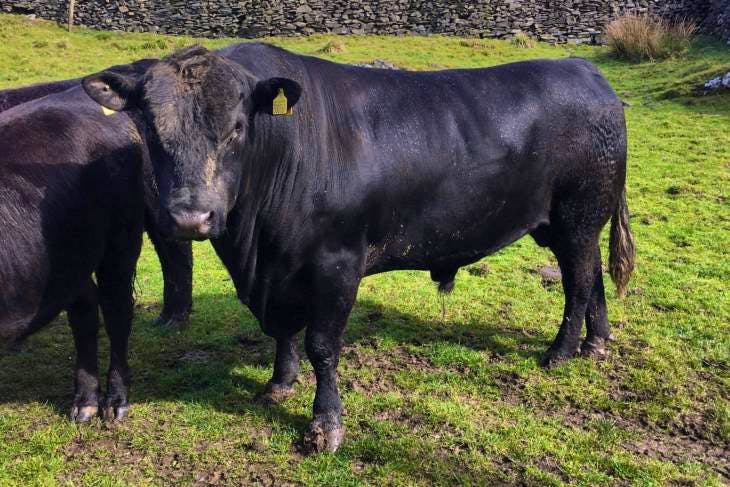 25 Pedigree Aberdeen Angus Breeding, Store Heifers | SellMyLivestock ...