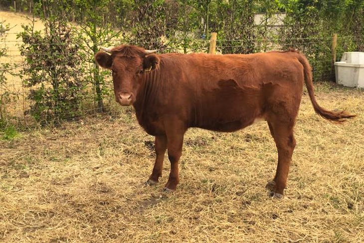 1 Beef Shorthorn Cross Breeding Heifer | SellMyLivestock - The Online ...