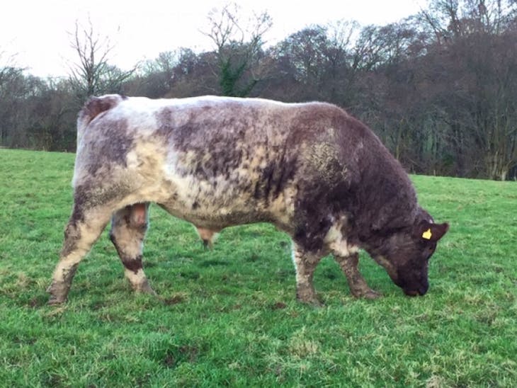 1 Pedigree Beef Shorthorn Breeding Bull SellMyLivestock The Online Livestock Marketplace