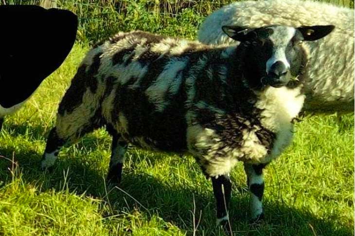 3 Pedigree Dutch Spotted Breeding Rams, Lambs | SellMyLivestock - The ...