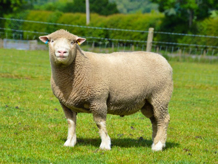 2 Pedigree Dorset Horn & Poll Dorset Breeding Rams SellMyLivestock