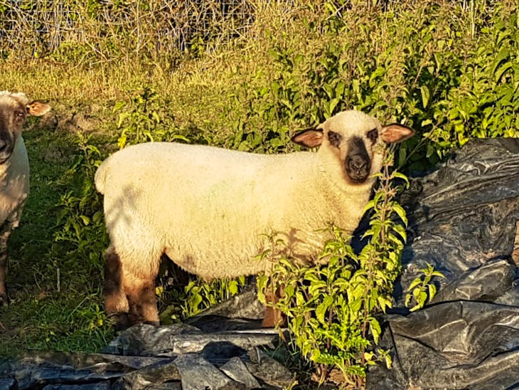 15 Hampshire Down Cross Store, Breeding Lambs, Wethers, Ewes