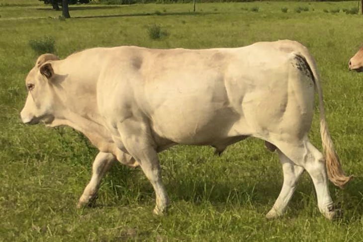 1 Pedigree British Blonde Breeding Bull | SellMyLivestock - The Online ...