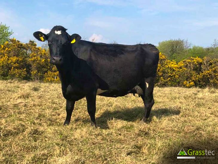 65 NZ Friesian, Jersey, Holstein Friesian Cross InCalf Breeding, Dairy