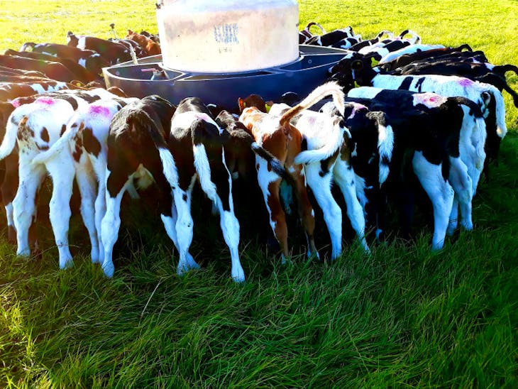 45 Holstein Friesian, Jersey Cross Store Calves, Bulls