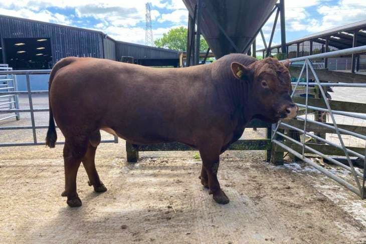 1 Pedigree Stabiliser Breeding Bull | SellMyLivestock - The Online ...