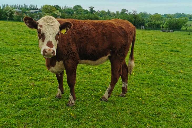 10 Highland, Aberdeen Angus, South Devon, Hereford, Longhorn Cross In ...