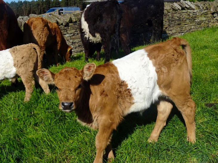 2 Belted Galloway Breeding Cows, Calves with Calves at Foot ...