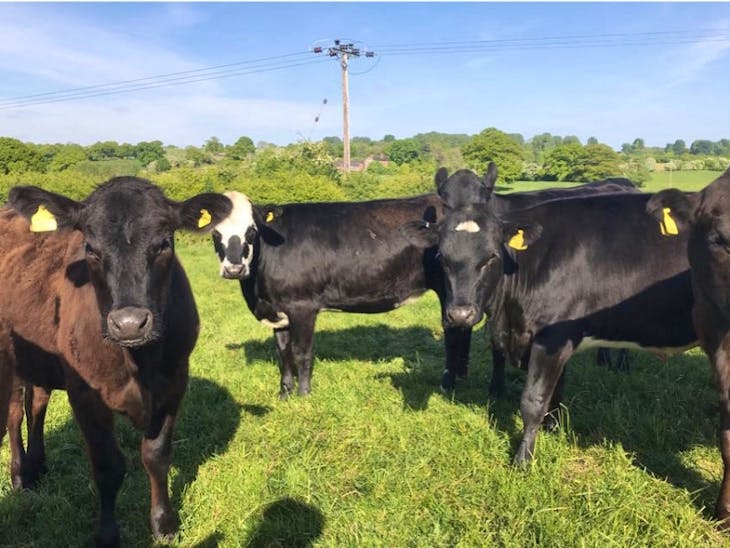 9 Aberdeen Angus, Hereford Store, Breeding Heifers | SellMyLivestock ...