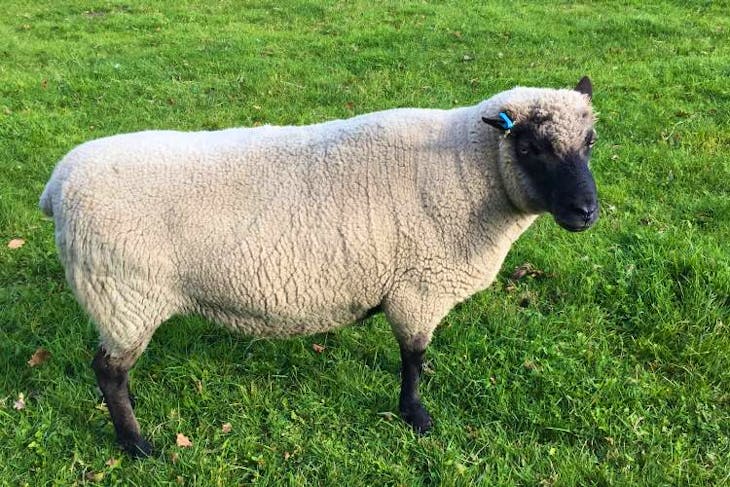 1 Llanwenog Breeding Ram | SellMyLivestock - The Online Livestock ...