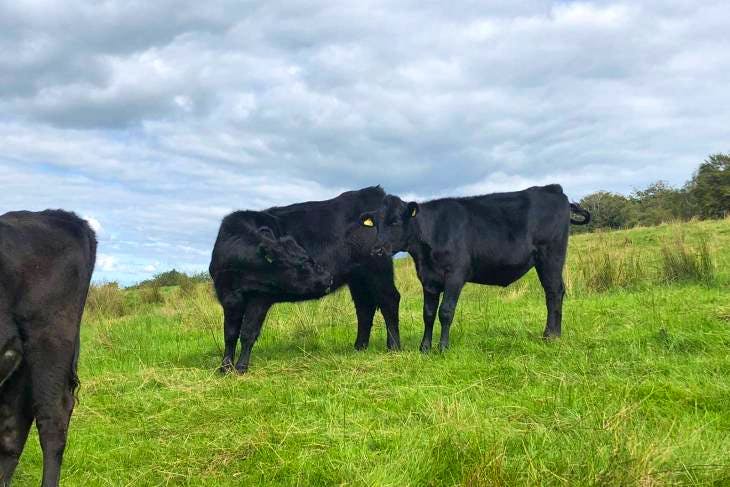 8 Limousin, Aberdeen Angus Cross Store Heifers | SellMyLivestock - The ...