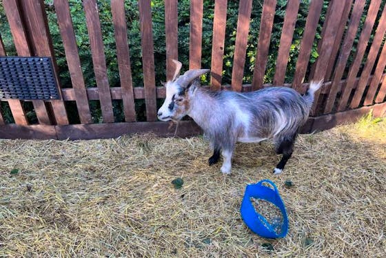 pygmy goats for sale near me uk