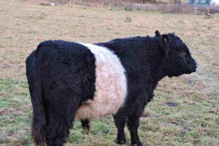 belted galloway soft toy