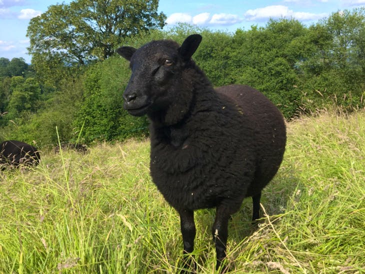 6 Black Welsh Mountain Cross Breeding, Store Lambs SellMyLivestock