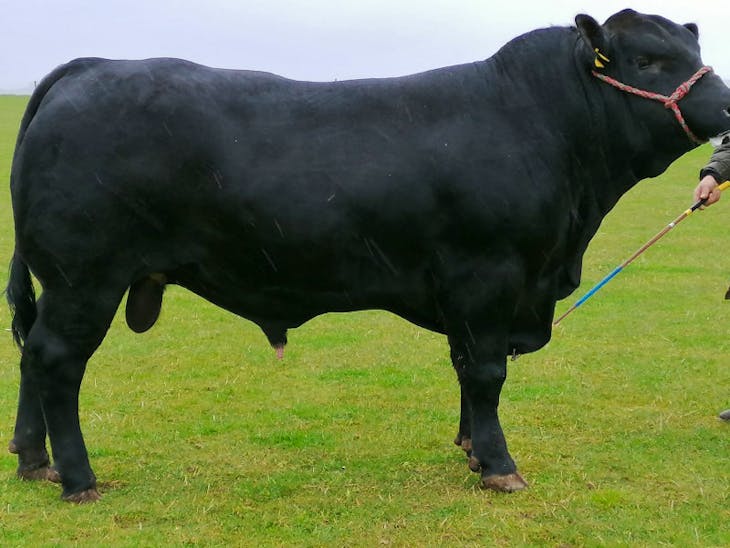 1 Aberdeen Angus Breeding Bull | SellMyLivestock - The Online Livestock ...