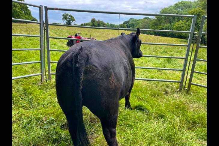 51 Australian Lowline In-Calf Breeding Bulls, Calves, Cows, Heifers ...