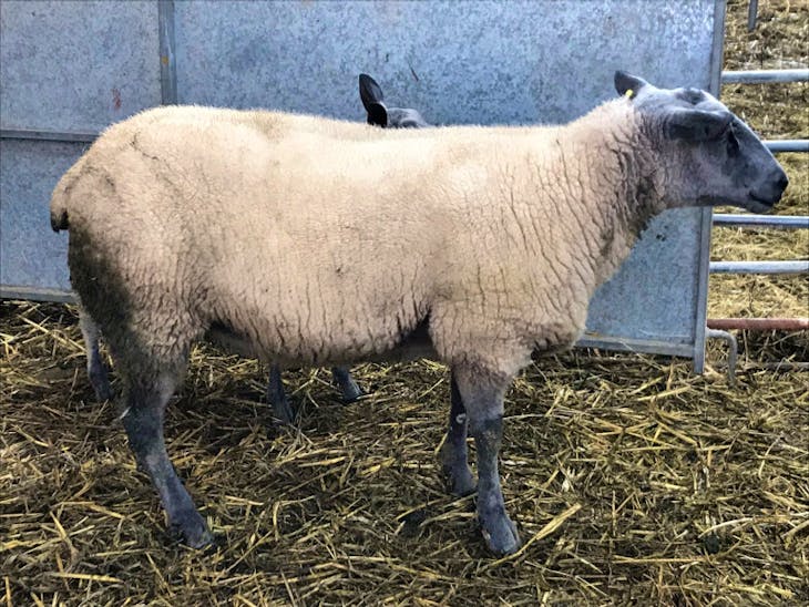 3 Pedigree Bleu du Maine Breeding Rams, Shearlings | SellMyLivestock ...