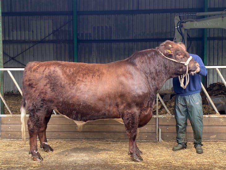 1 Pedigree Beef Shorthorn Breeding Bull SellMyLivestock The Online Livestock Marketplace
