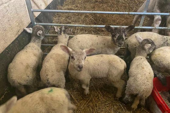 Suffolk Sheep For Sale | SellMyLivestock - The Online Livestock Marketplace