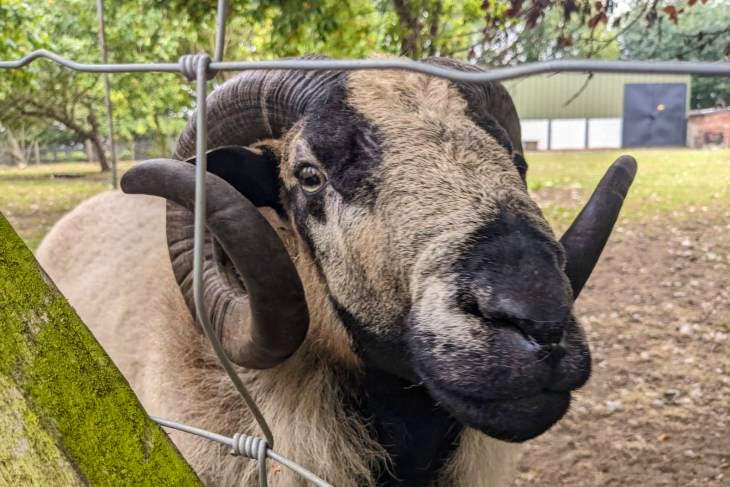 1-pedigree-badger-face-welsh-mountain-breeding-ram-sellmylivestock