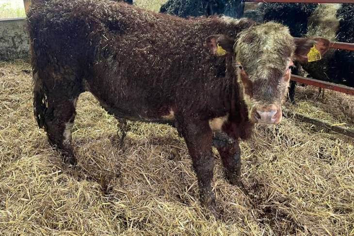 8 Beef Shorthorn, Simmental, Limousin, Hereford, Belted Galloway Cross ...