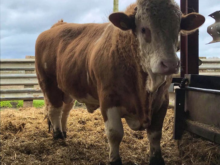 2 Pedigree Simmental Breeding Bulls SellMyLivestock The Online