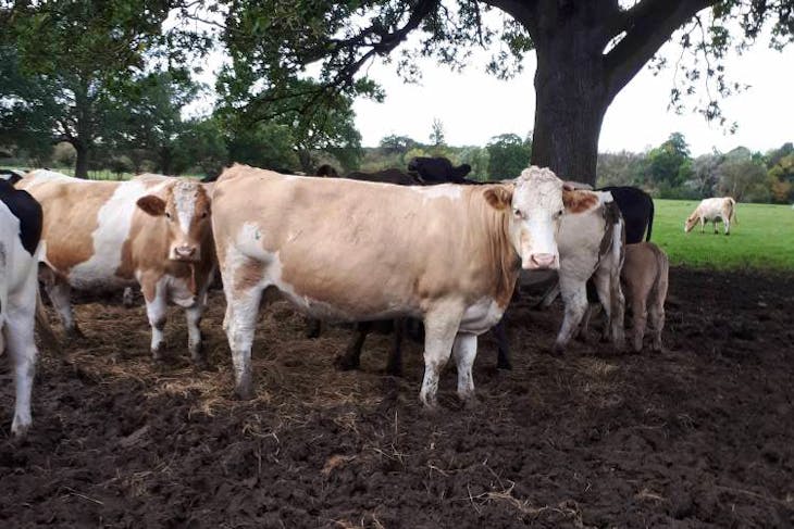 2 Simmental Cross In-Calf Breeding Cows | SellMyLivestock - The Online ...