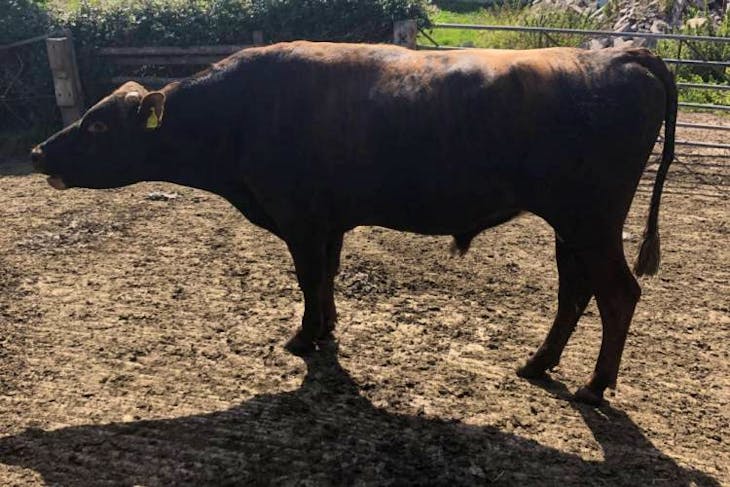 1 Jersey Cross Breeding Bull | SellMyLivestock - The Online Livestock ...