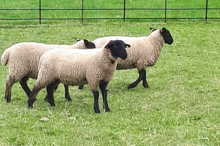 20 Suffolk Cross Breeding Lambs Sellmylivestock The Online