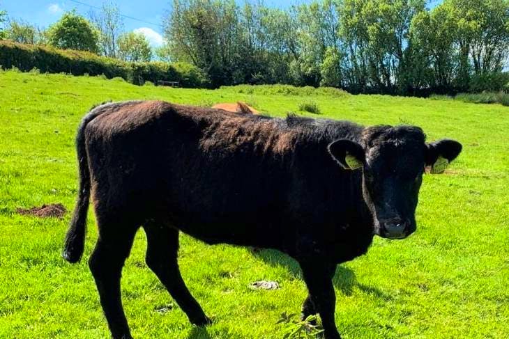 1 Pedigree Dexter Breeding Heifer | SellMyLivestock - The Online ...