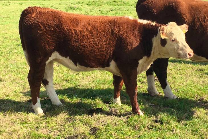 7 Pedigree Hereford Breeding Heifers, Young Bulls | SellMyLivestock ...