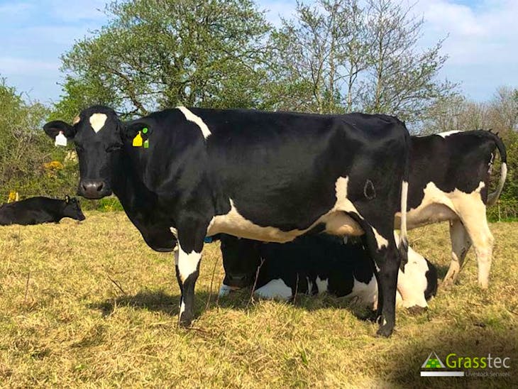 65 NZ Friesian, Jersey, Holstein Friesian Cross InCalf Breeding, Dairy