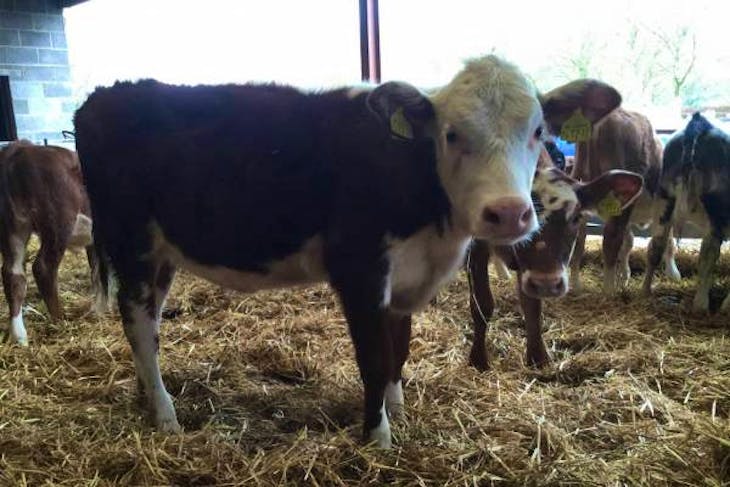 19 Hereford, British Blue, Holstein Friesian Cross Store Young Bulls ...