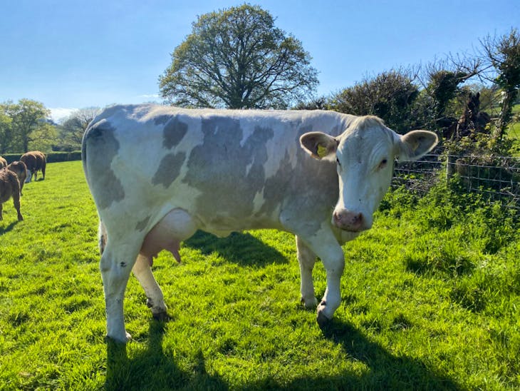 6 Simmental, Hereford, British Blue, South Devon Cross Breeding Cows ...