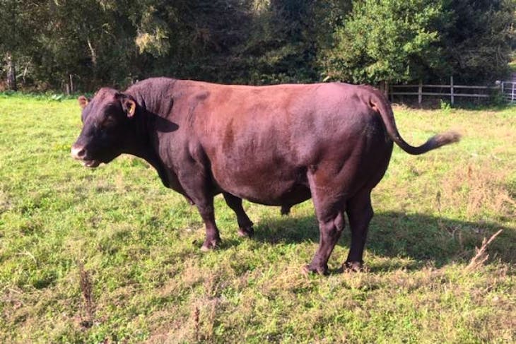 1 Pedigree Sussex Breeding Bull | SellMyLivestock - The Online ...