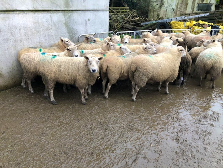 81 North of England Mule, Suffolk, Texel Cross In-Lamb Breeding Ewes