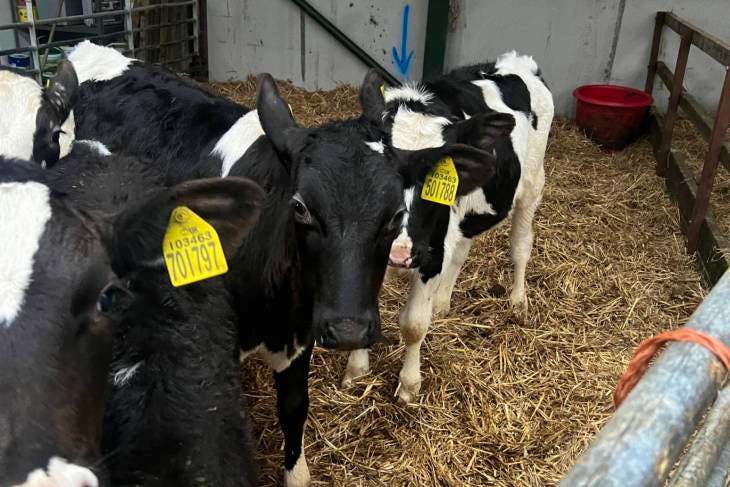 8 Fleckvieh, Norwegian Red, Holstein Cross Calves | SellMyLivestock ...