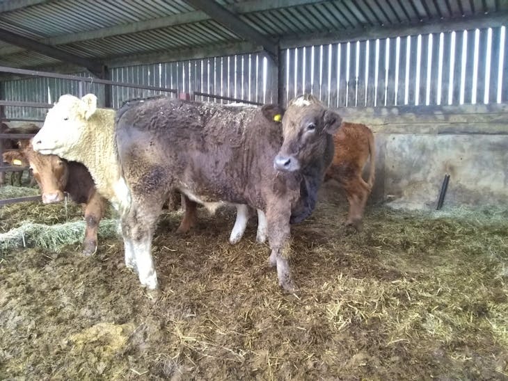 14 Simmental, South Devon, Charolais Cross Store Steers ...