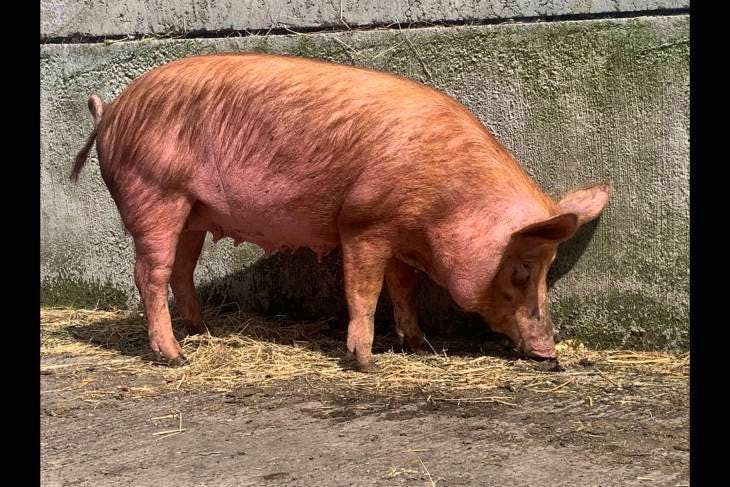 1 Tamworth In-Pig Breeding Sow | SellMyLivestock - The Online Livestock ...