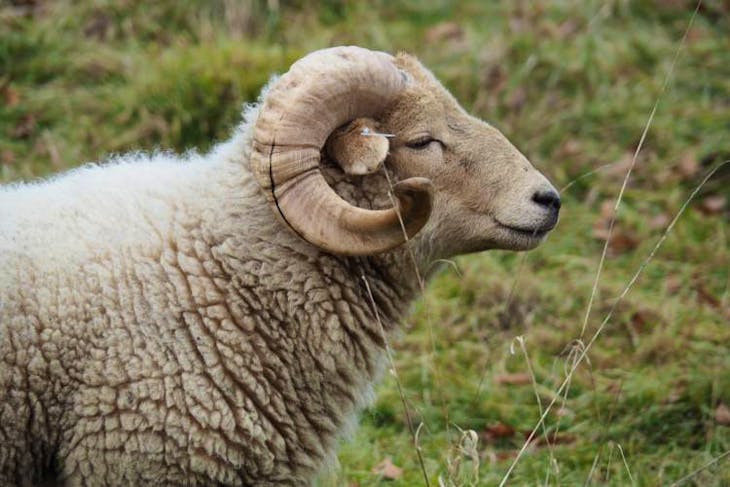 1 Pedigree Portland Breeding Ram | SellMyLivestock - The Online ...