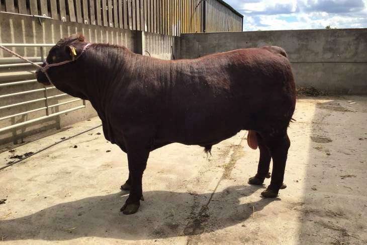 1 Pedigree Lincoln Red Breeding Bull | SellMyLivestock - The Online ...